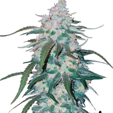 Express Cannabis Seeds Auto-flowering