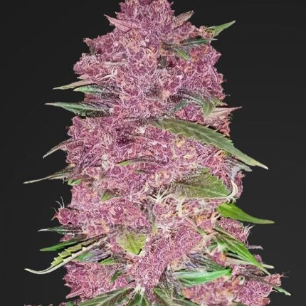 Purple Lemonade Cannabis Seeds